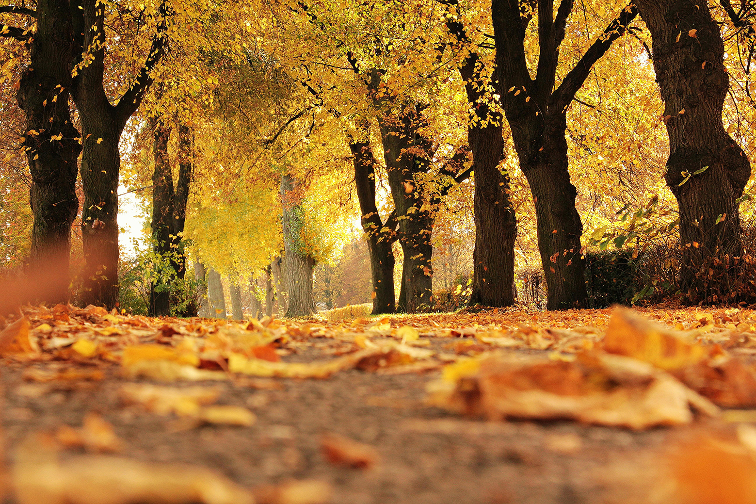 A row of large oak trees in autumn shedding their brown leafs onto a park pathway below.